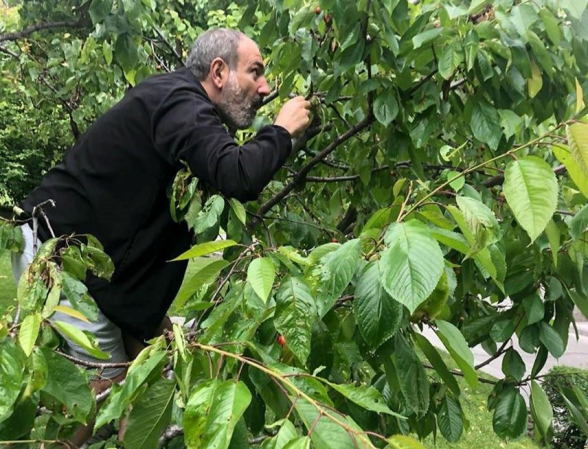 Պերաշկի, ծառի վրայից ցոգոլ քաղել․․․ խմած, շշով քնածը խոսում է լրջությունից